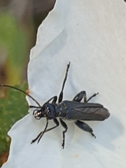 Oedemera flavipes