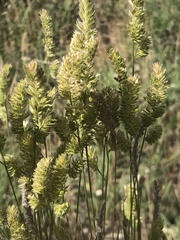 Lophochloa cristata