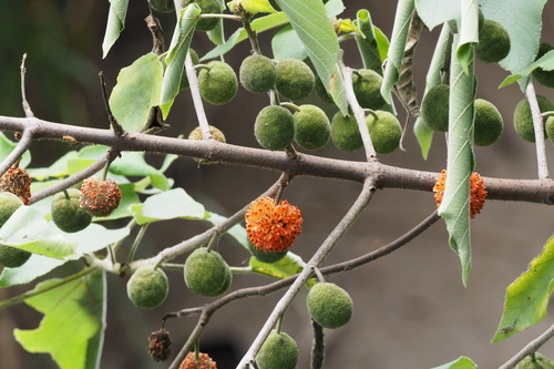 Broussonetia papyrifera