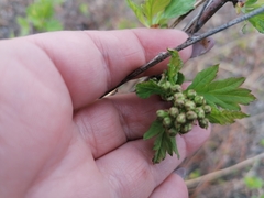 Crataegus dahurica