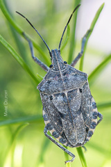 Peltasticus punctatus