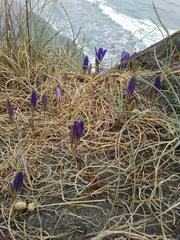 Brodiaea terrestris terrestris