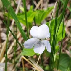Viola acuminata