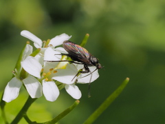 Empis pennipes