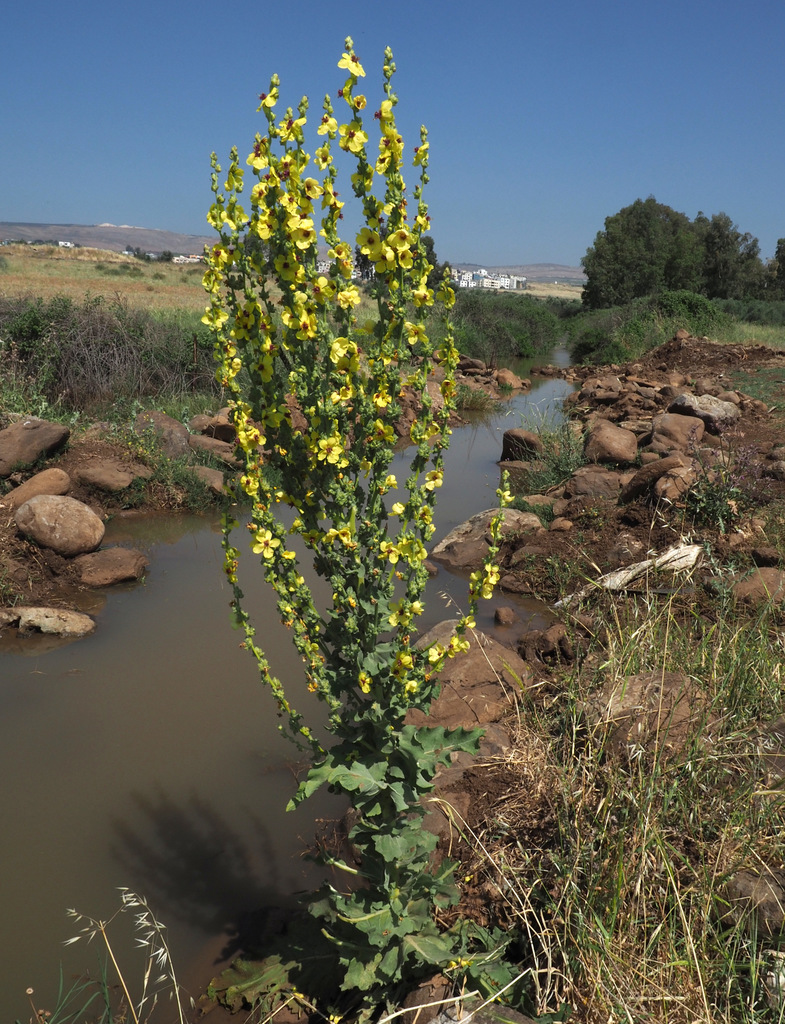 Verbascum galilaeum