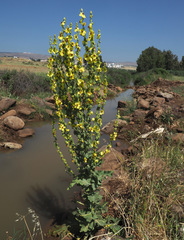 Verbascum galilaeum