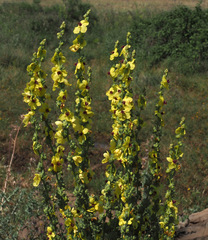 Verbascum galilaeum