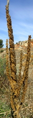 Verbascum giganteum