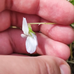Viola acuminata