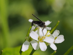 Empis pennipes