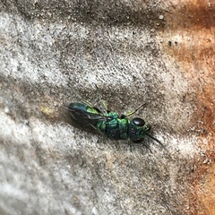 Trichrysis cyanea