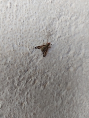 Otites lamed