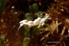 Trinchesia miniostriata