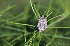 Peltasticus punctatus