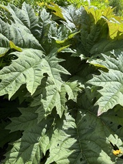 Rheum palmatum