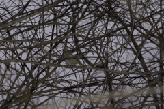 Emberiza citrinella
