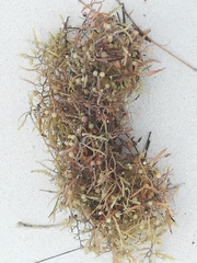 Sargassum natans