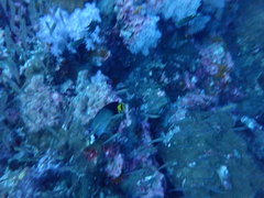Chaetodon decussatus