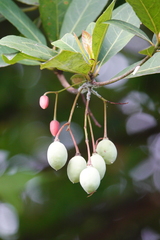 Elaeocarpus grandiflorus