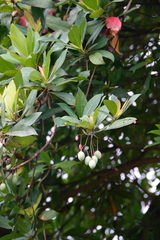 Elaeocarpus grandiflorus