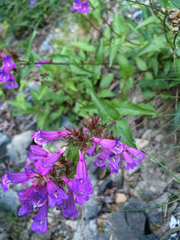 Penstemon serrulatus
