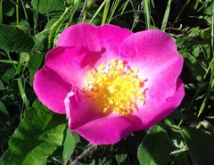 Rosa gallica