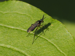 Rhaphium