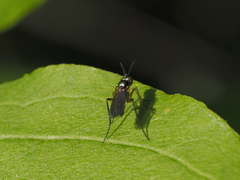 Rhaphium