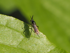 Rhaphium