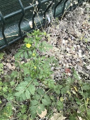 Potentilla supina