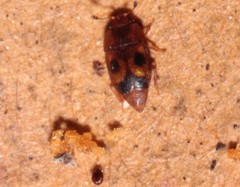 Epuraea ocularis