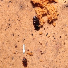 Epuraea ocularis