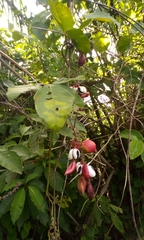Paullinia pinnata