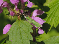 Callophrys chalybeitincta