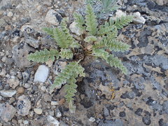 Pedicularis centranthera