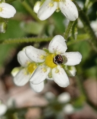 Anthrenus pimpinellae