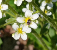 Anthrenus pimpinellae