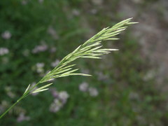 Bromus pumpellianus