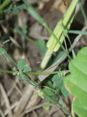 Bromus pumpellianus