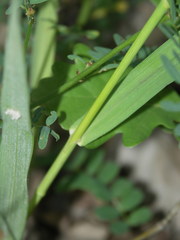 Bromus pumpellianus