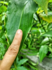 Boliscus tuberculatus