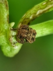 Boliscus tuberculatus