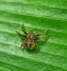 Boliscus tuberculatus