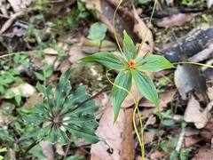 Paris polyphylla stenophylla