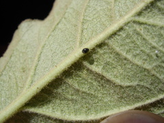 Stethorus gilvifrons