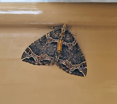 Ecliptopera postpallida