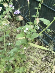 Bothriospermum chinense
