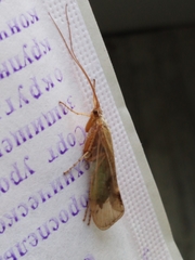 Limnephilus flavicornis