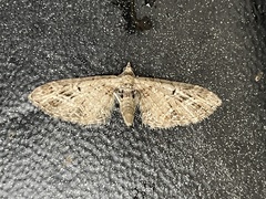 Eupithecia abbreviata