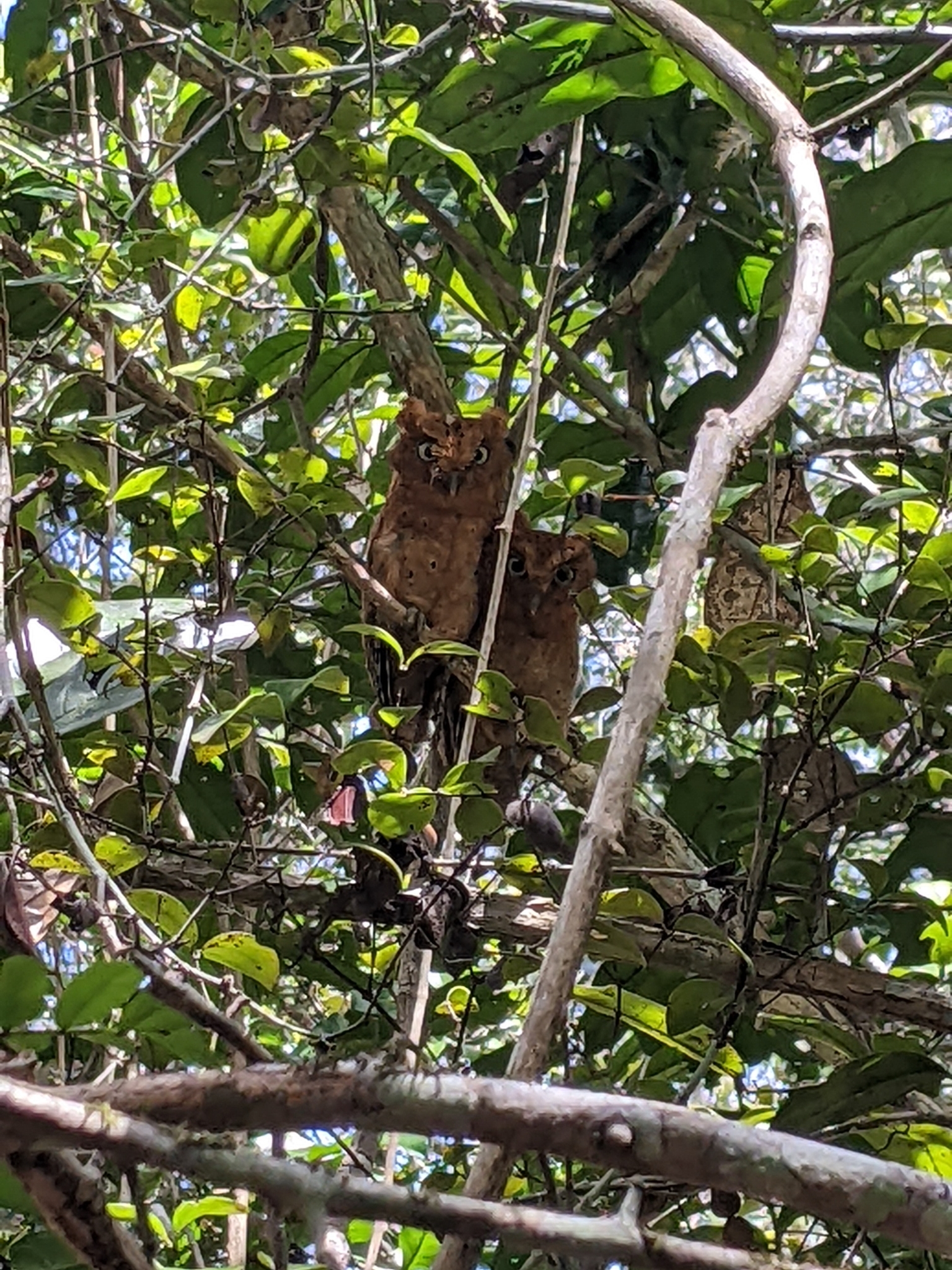 Sokoke Scops Owl (Otus ireneae), photo 3